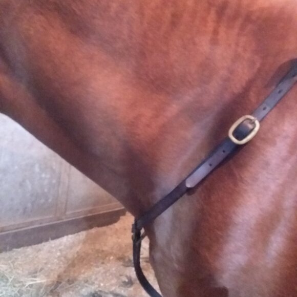 Nunn Finer Breast plate - Picture 1 of 8